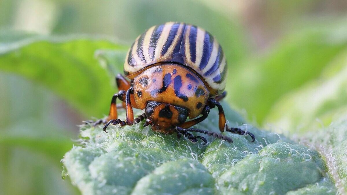Фото с сайта: https://rnews.ru/20230716/koloradskiy-zhuk-9687681.html