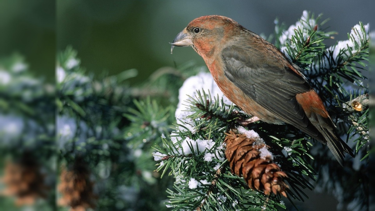 Фото с сайта: https://pofoto.club/3387-klest-pticy-zimoj-i-letom-30-foto.html