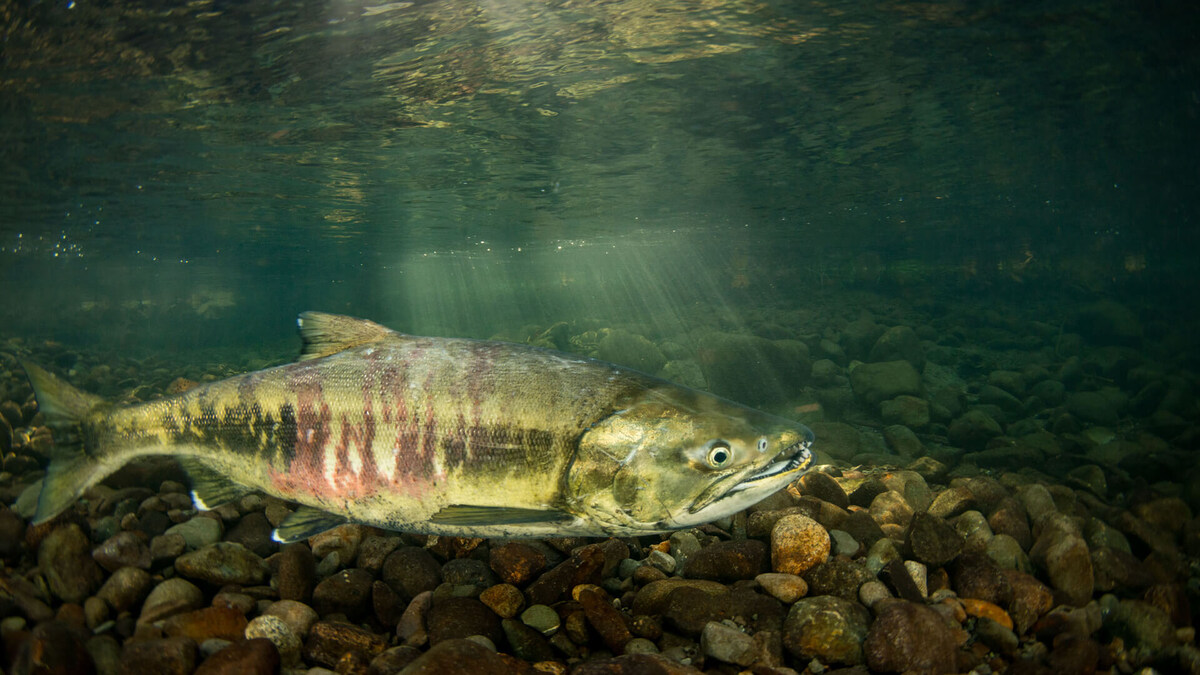 Фото с сайта: https://wildfauna.ru/keta