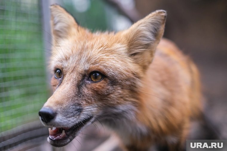     Лисенок не испугался людей и подошел близко к рыбакам