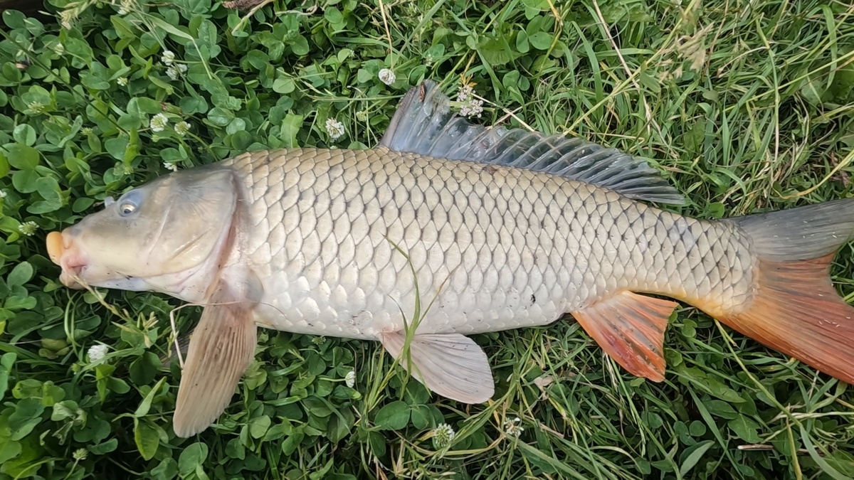 Фото с сайта6 https://rutube.ru/video/402e42329a147514913ce94272a40533/