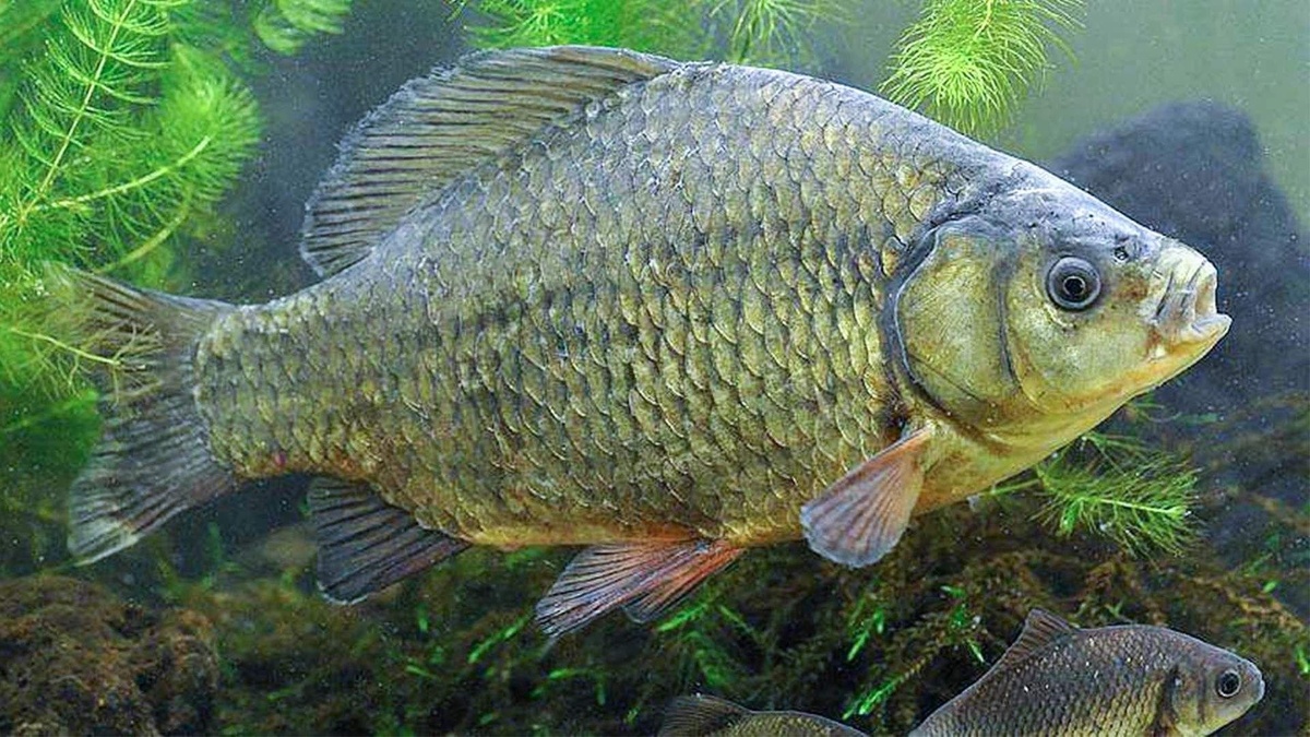 Фото с сайта: https://petkrep.ru/mesto-obitaniya-karasya