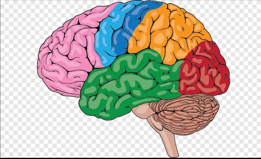 Левая лобная доля обозначена розовым