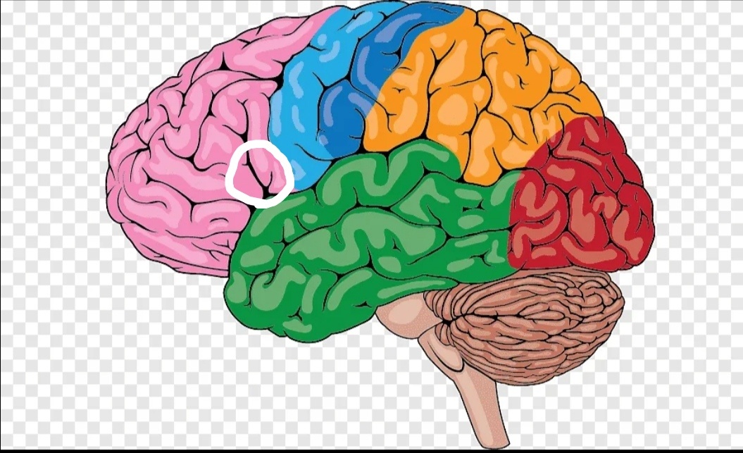 У части людей центр Брока находится примерно в выделенной белым области. Задняя часть нижней лобной извилины левого полушария, либо правого 