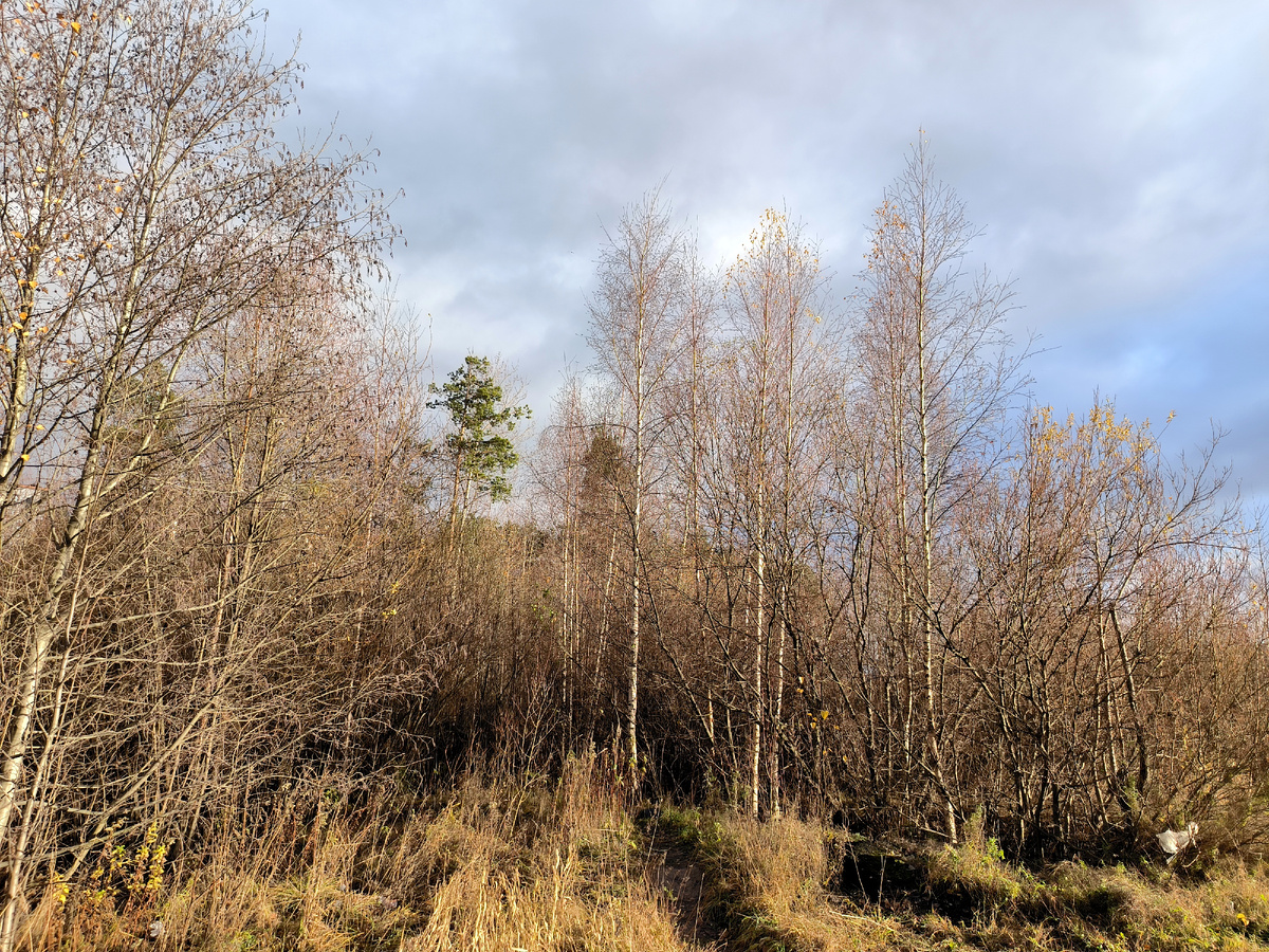 фото:Maksim Konstantinov/Global Look Press