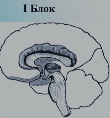 Ретикулярная формация ствола мозга, неспецифические структуры среднего и диэнциального (промежуточного) мозга, лимбическая система, медиобазальные отделы коры лобных и височных долей