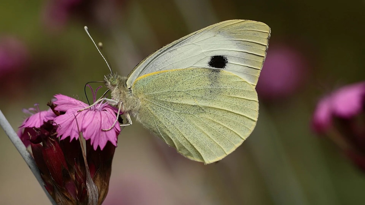 Фото с сайта: https://supercats-club.ru/drugie-zhivotnie/babochka-kapustnitsa-na-tsvetke.php