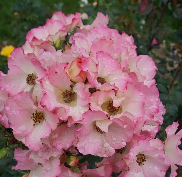 Листайте галерею вправо. Лиола, фото автора