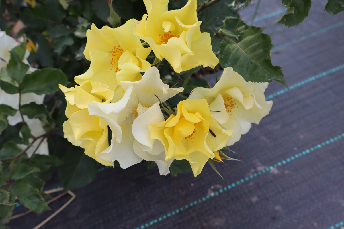 Листайте галерею вправо. Али Дорате, фото автора