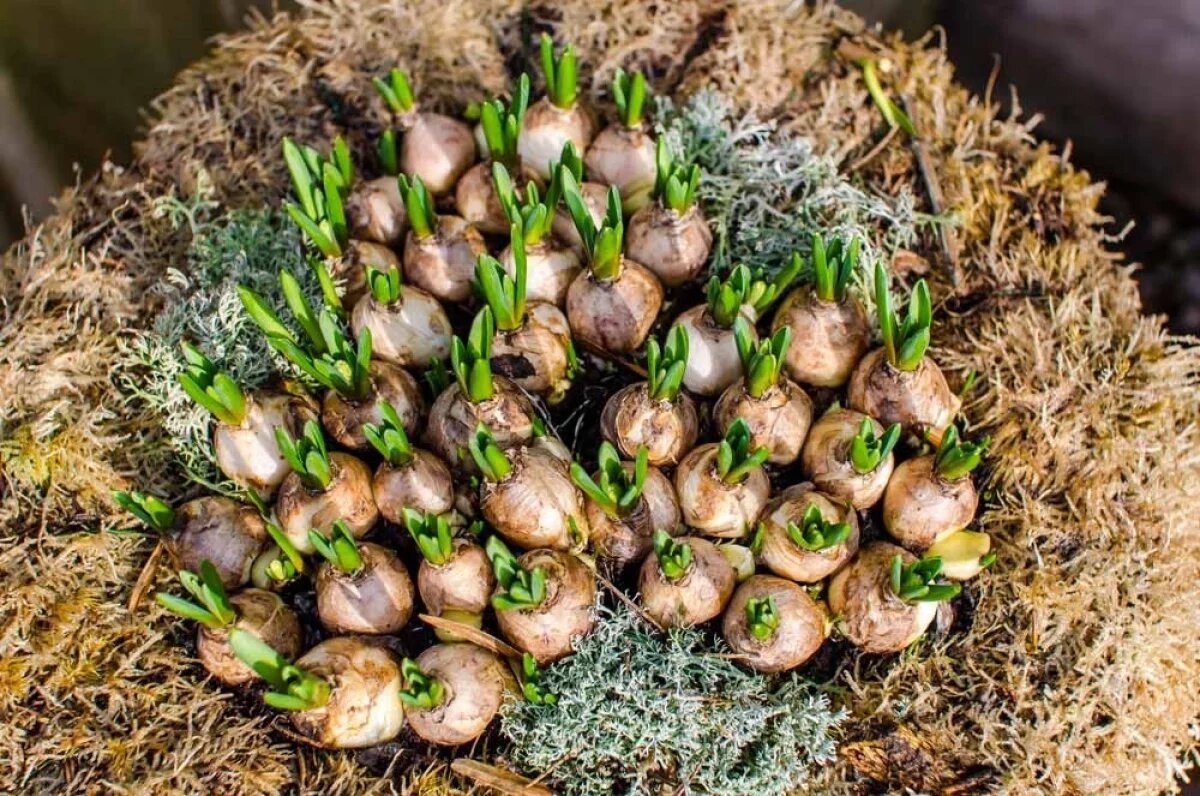    Для формирования зачатков цветоносов луковичные культуры обязательно должны пройти естественный период охлаждения (яровизации).