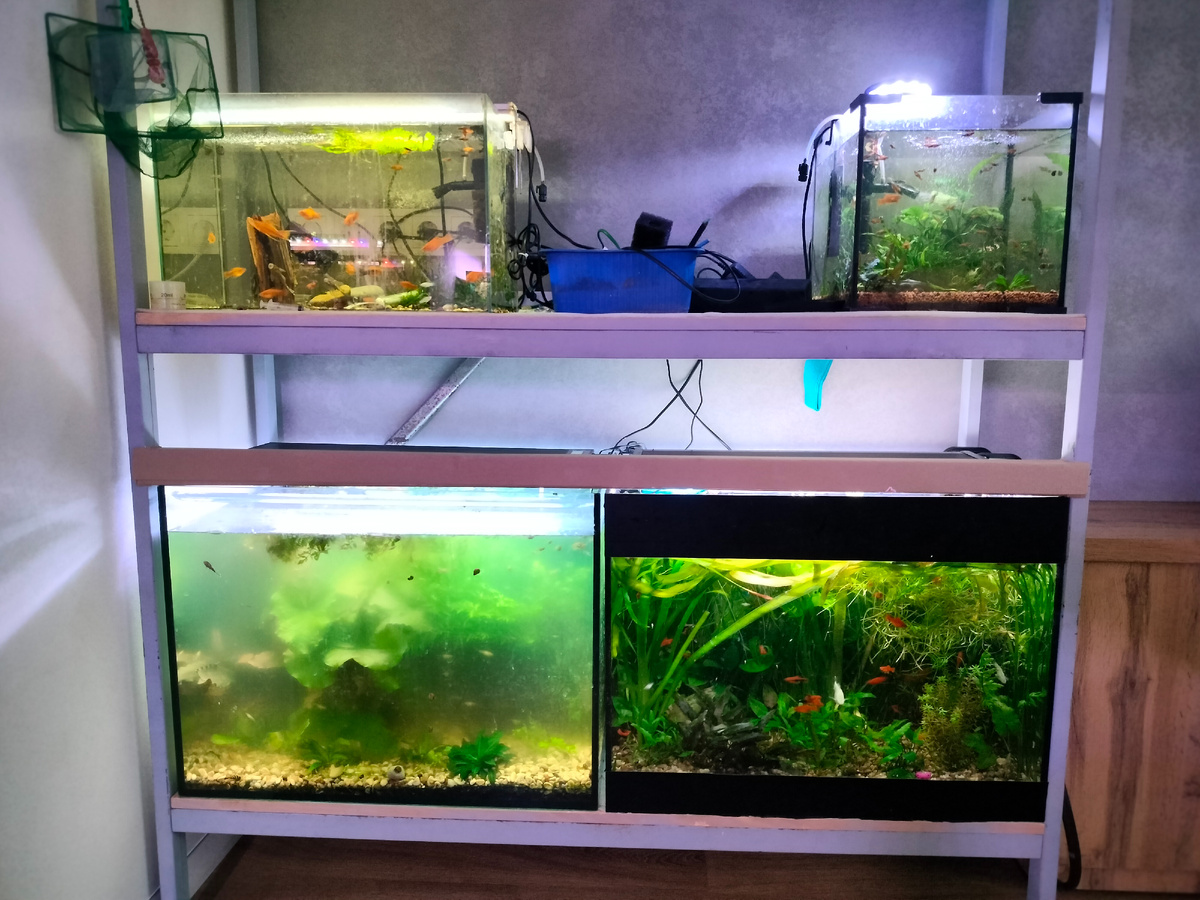 Стойка с аквариумами. В центре дырка - пришлось убрать протекший аквариум. Пока не решила, какого объема аквариум поставить на его место