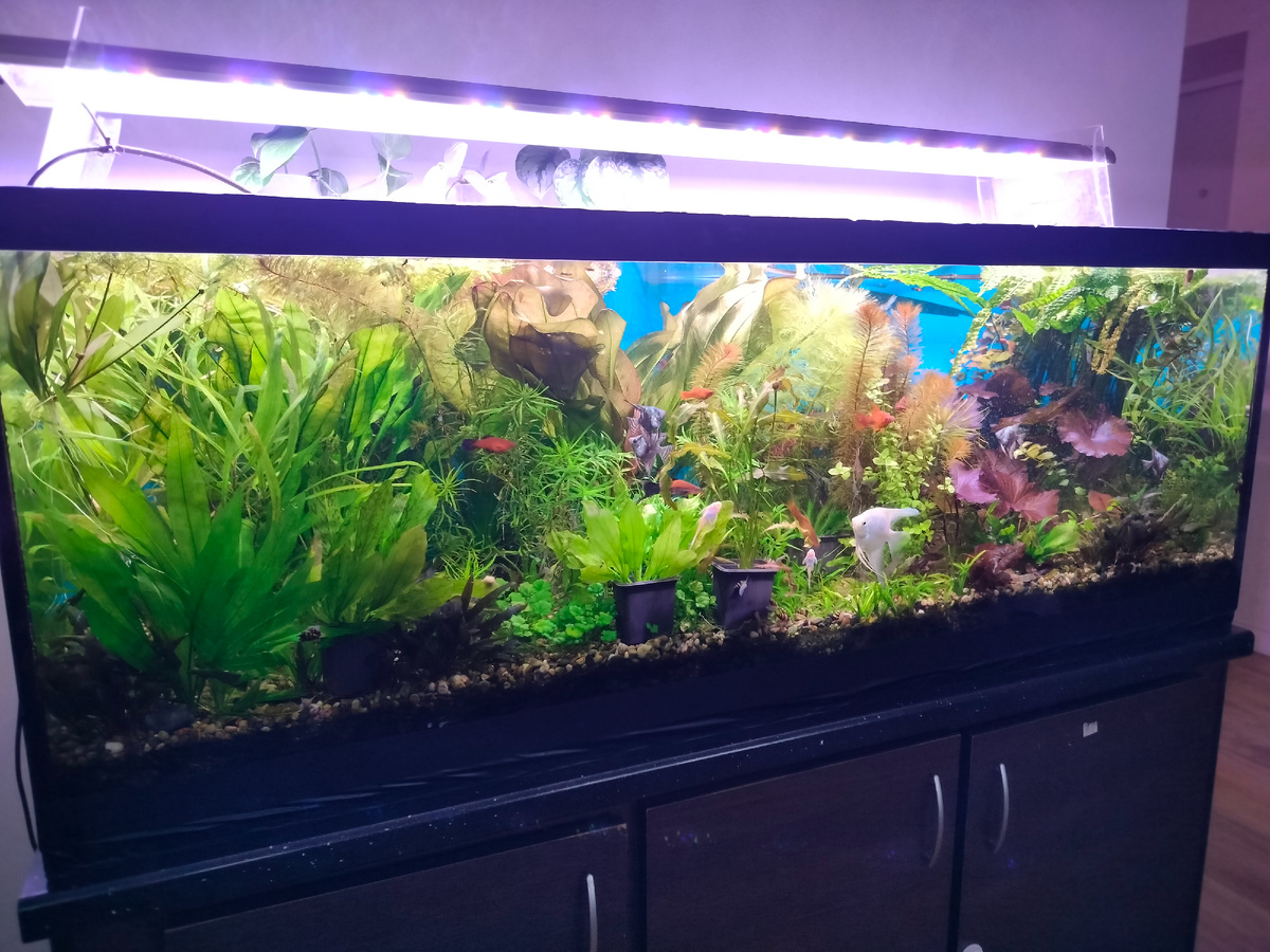 Аквариум на 400л