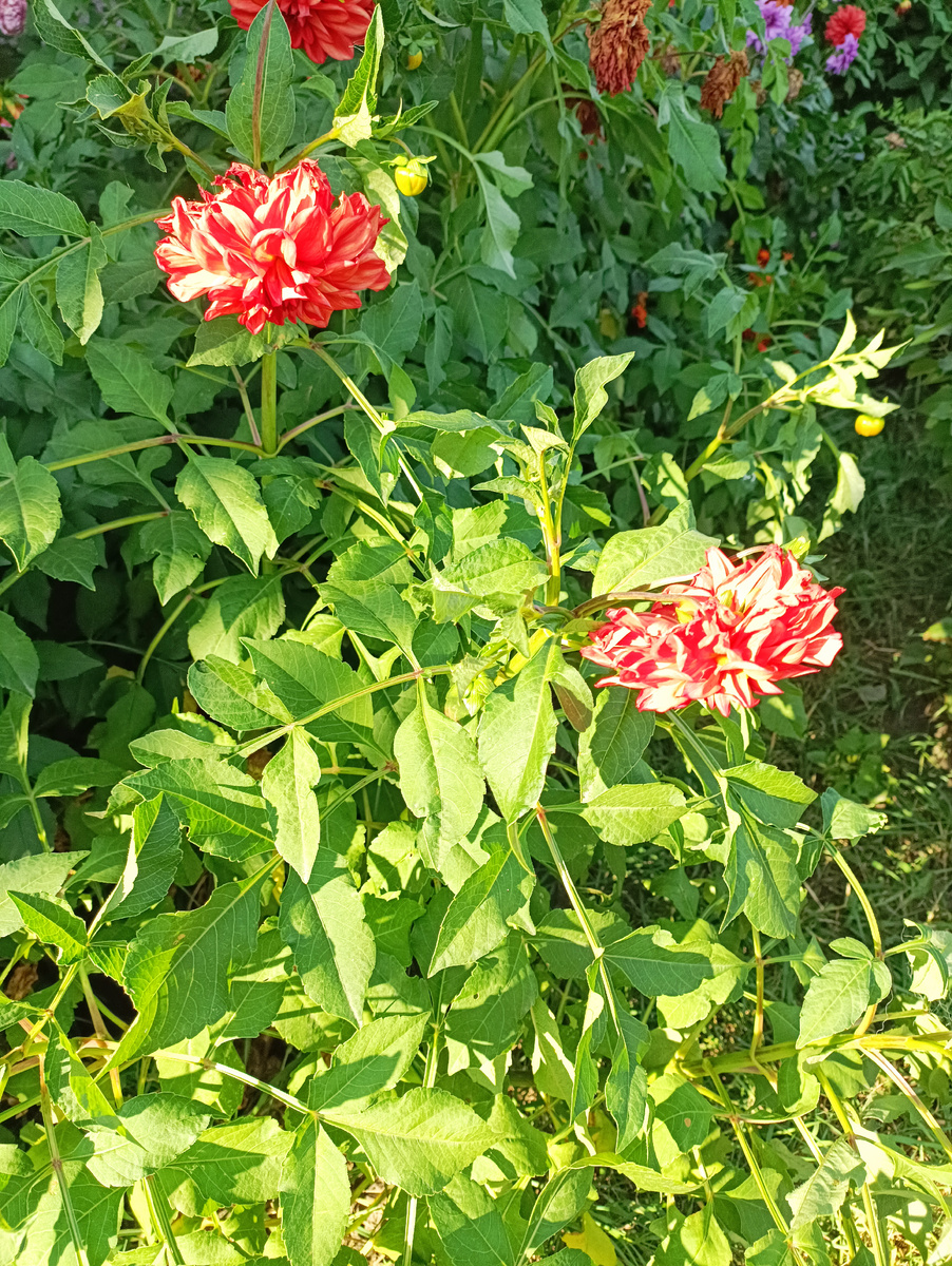 Цветочки последние красные.