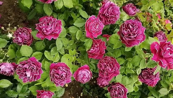 Фото из Интернета. Свое, по понятным причинам, показать не могу