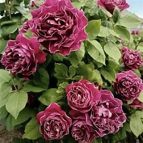 Роза "Барон Жиро де Лен" - разочарование сезона