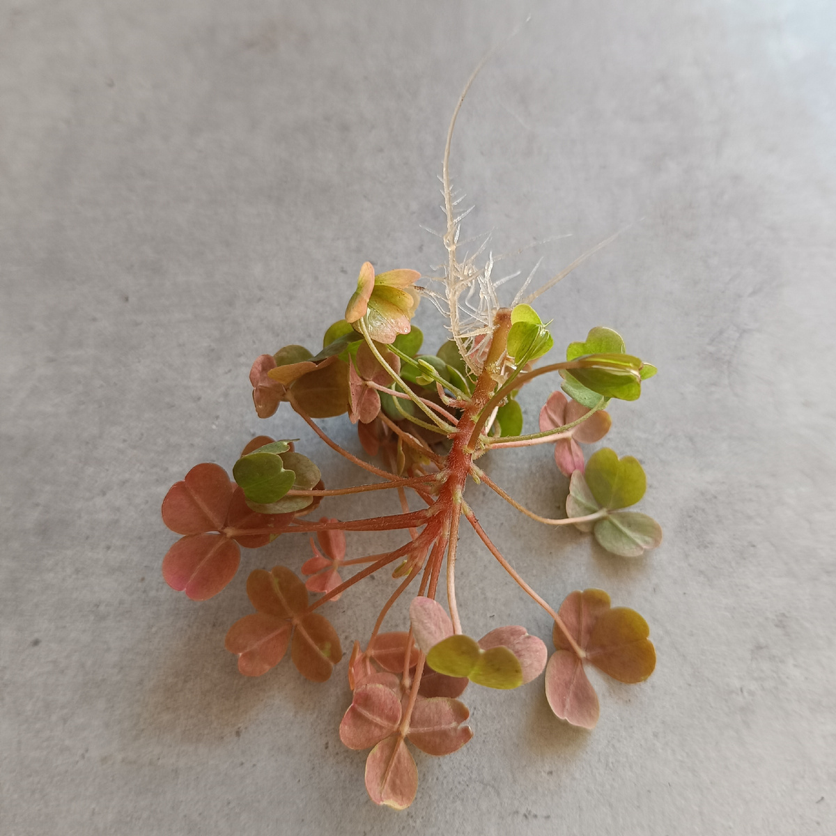 Кислица Molten Lava. Чудесные корешки получились. 