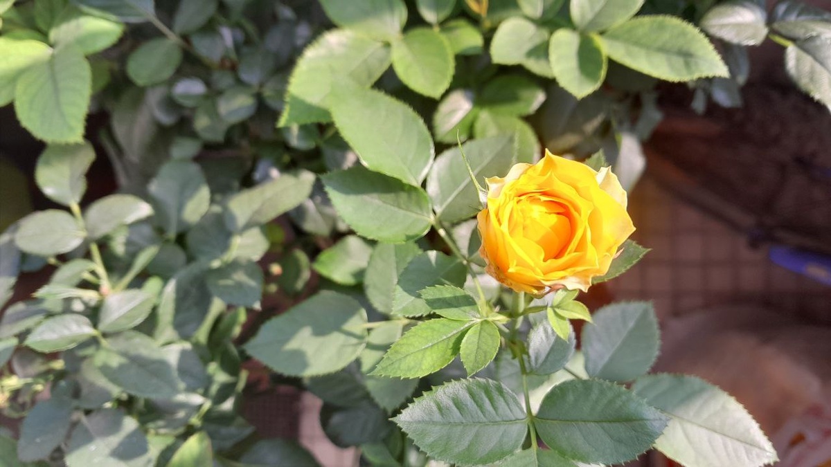 Желтая роза