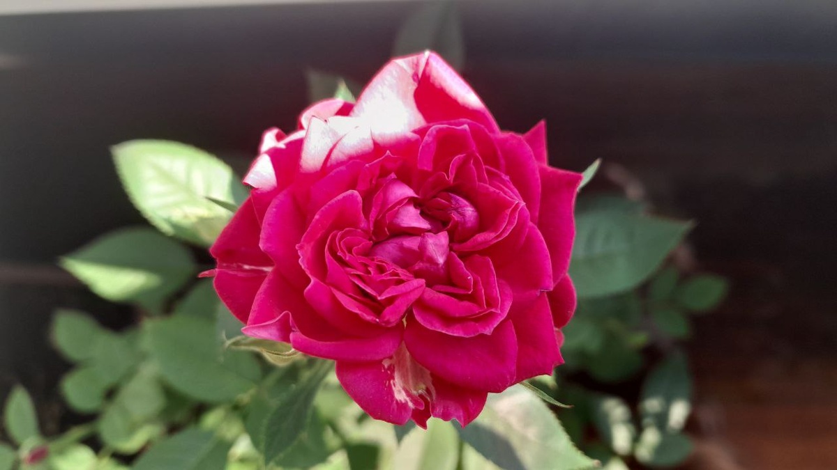 Красная роза