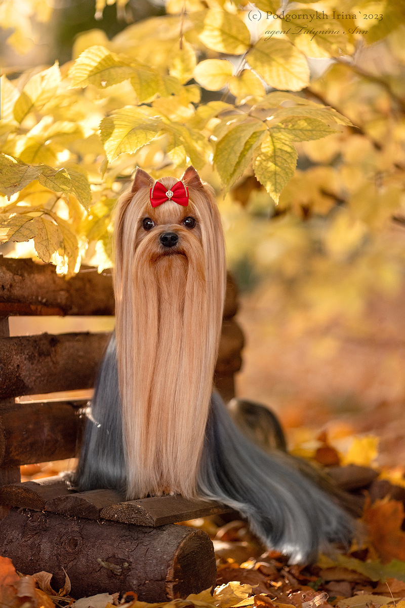 Дали Кей Гала