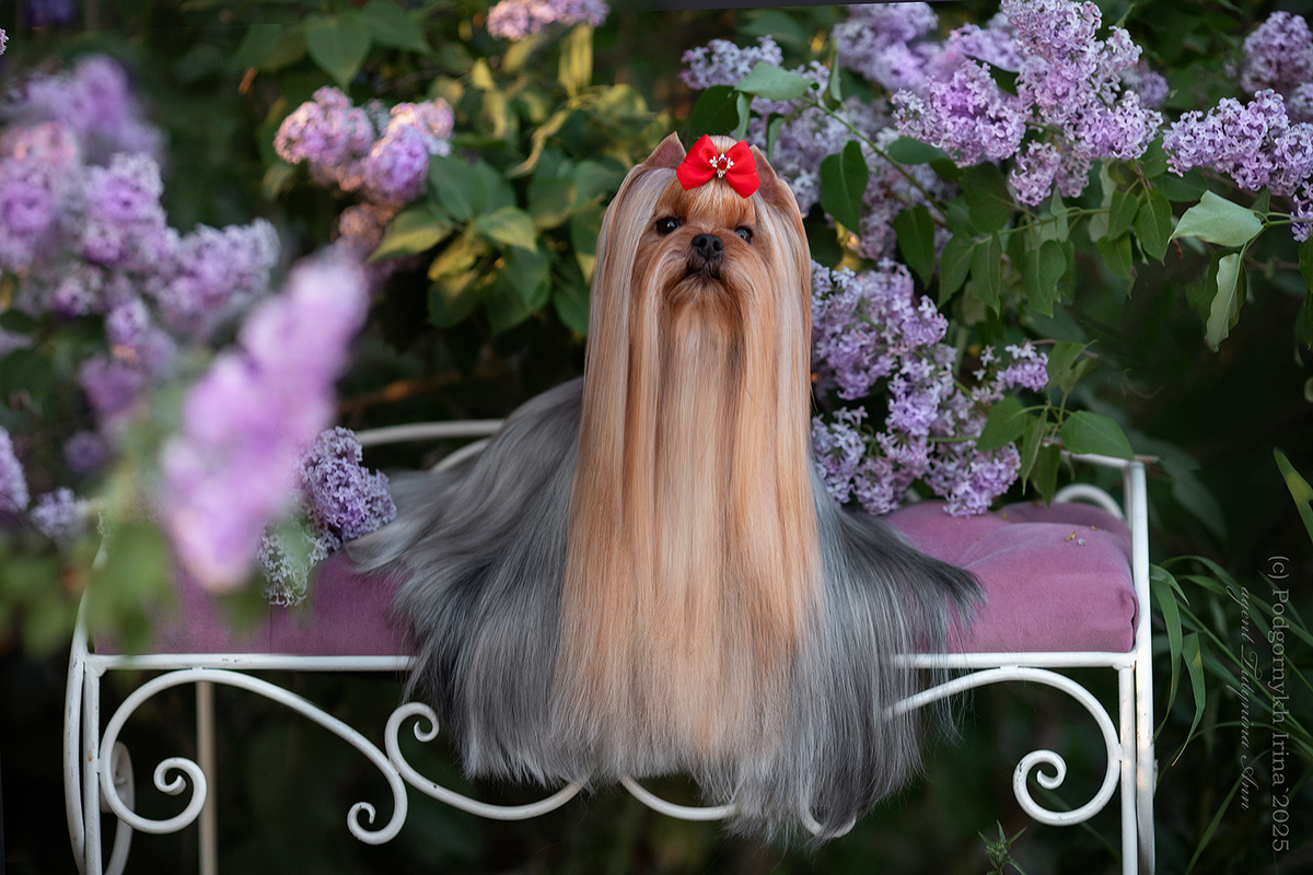 Дали Кей Леонардо