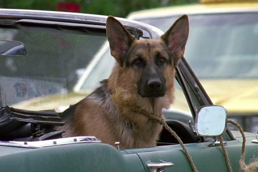 Кадр из фильма "К-9: Собачья работа"