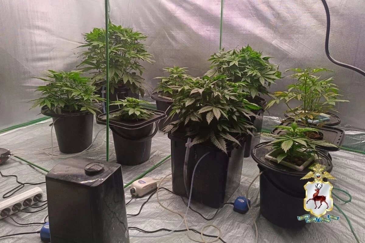    Жителя Дзержинска задержали за наркоплантацию в гараже