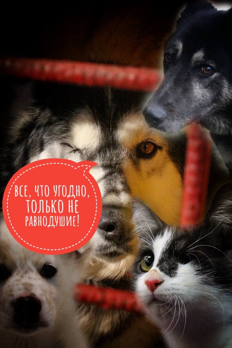 Им по прежнему нужна помощь, нечем кормить и оплачивать аренду!