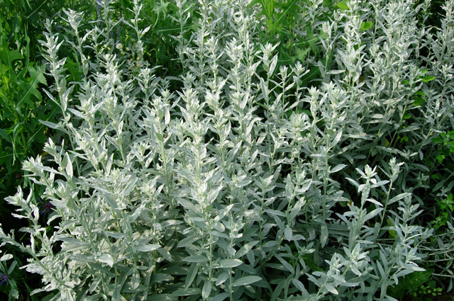    Полынь дважды отваривают, чтобы убрать горечь, а затем сушат или замораживают. Фото: Из личного архива/ Александр Кабанов