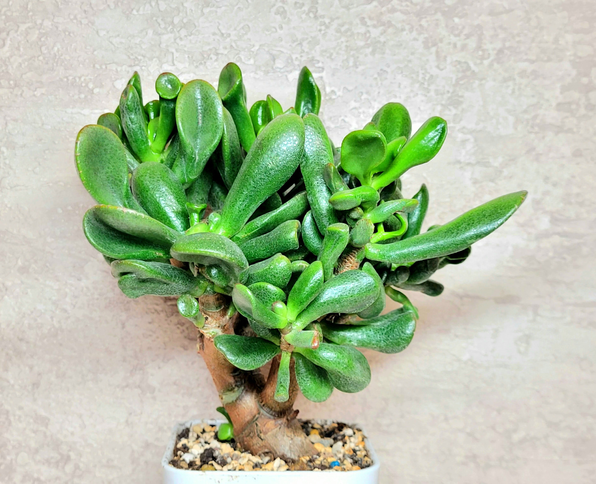 Фото 2. Крассула Огр (Ушки Шрека).