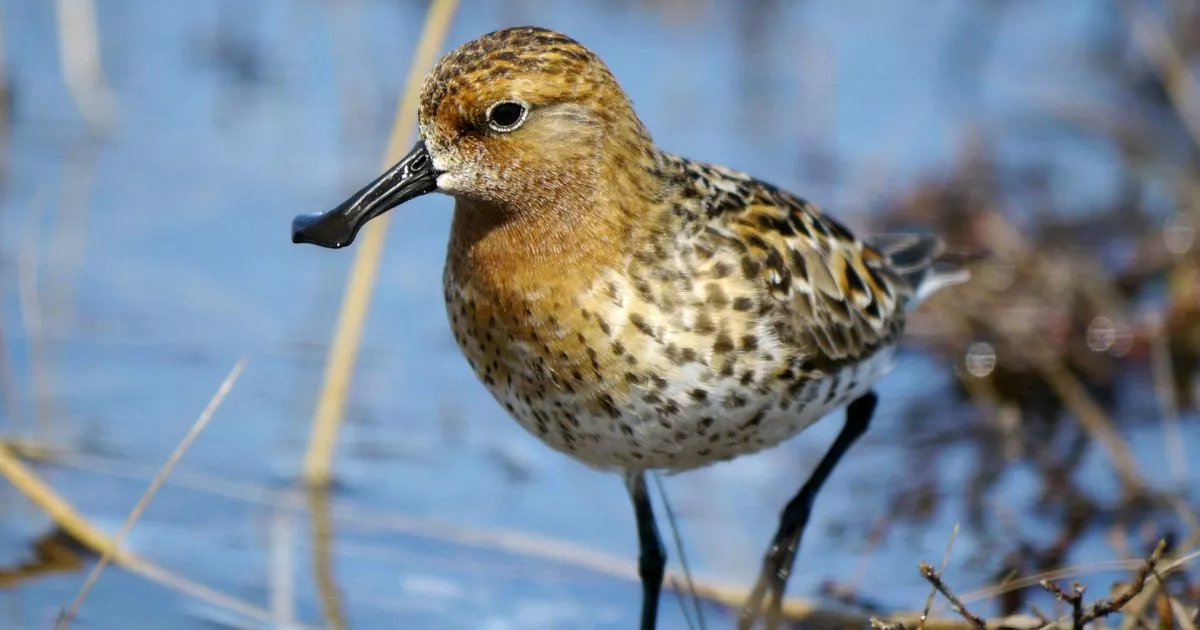 НЕ ЕШ, ПОДУМОЙ