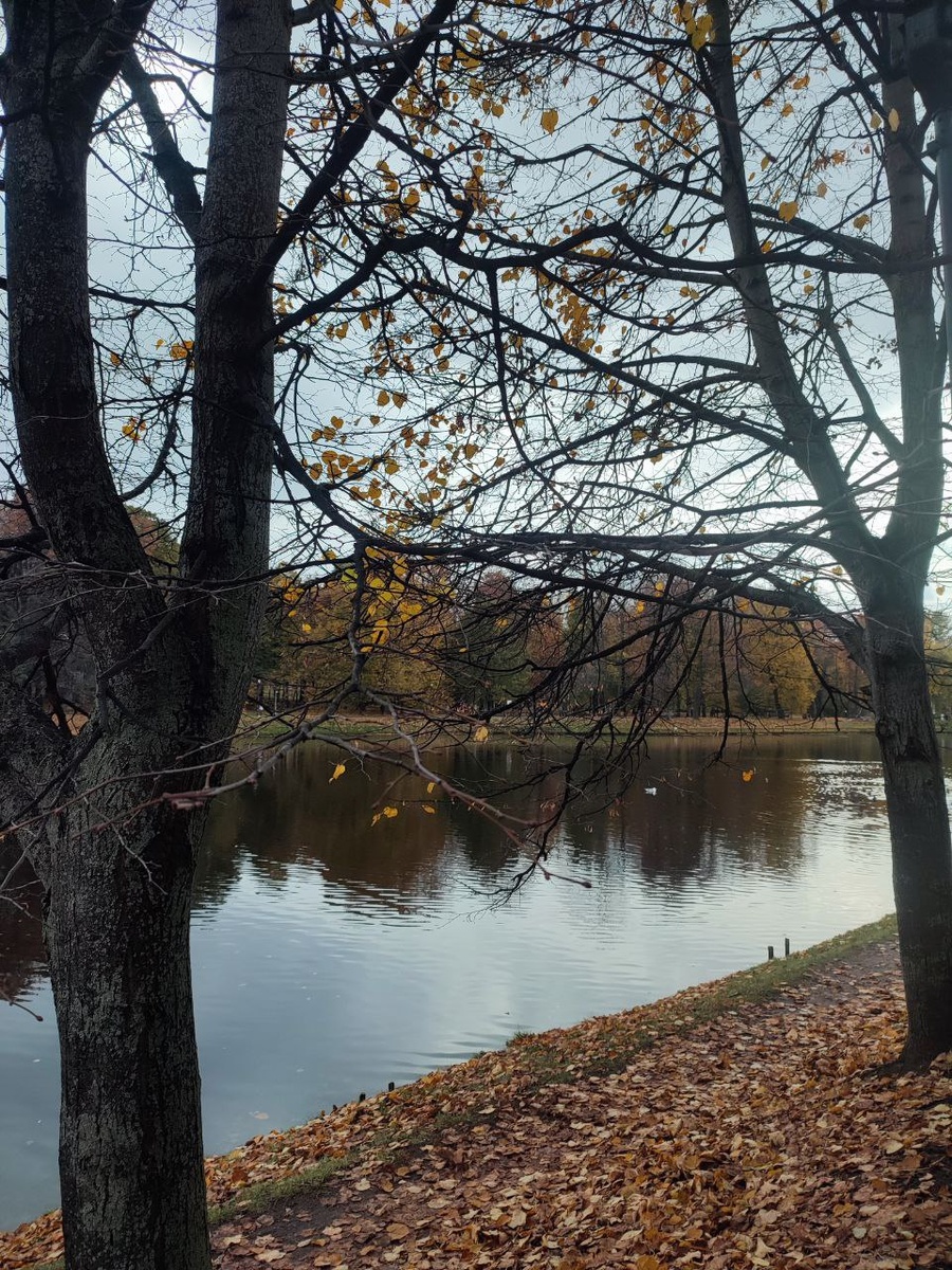 Разве здесь уместны искуственные елки?