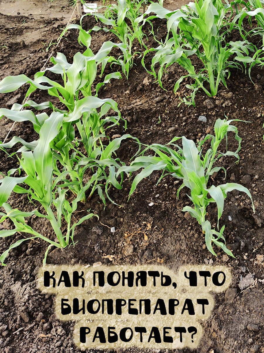 Материал подготовлен при поддержке гранта Минобрнауки России, в рамках Десятилетия науки и технологий.

