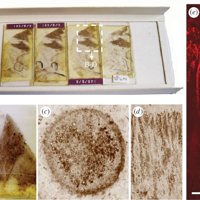Тонкие шлифы Prototaxites taiti из Райнийского черта (ранний девон, Шотландия)