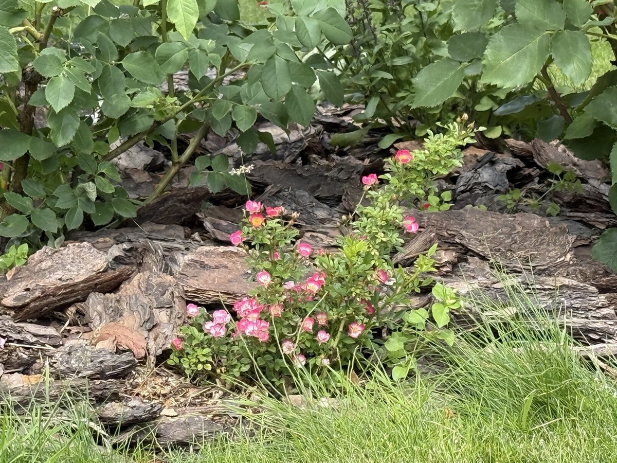 Милашка Пии в моем розарии