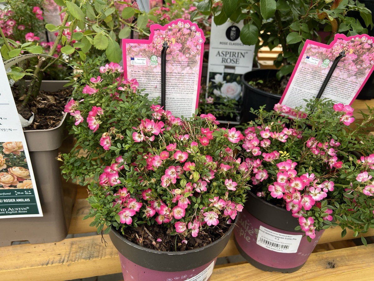 Милашка Пии в садовом центре. Такой я её приобрела