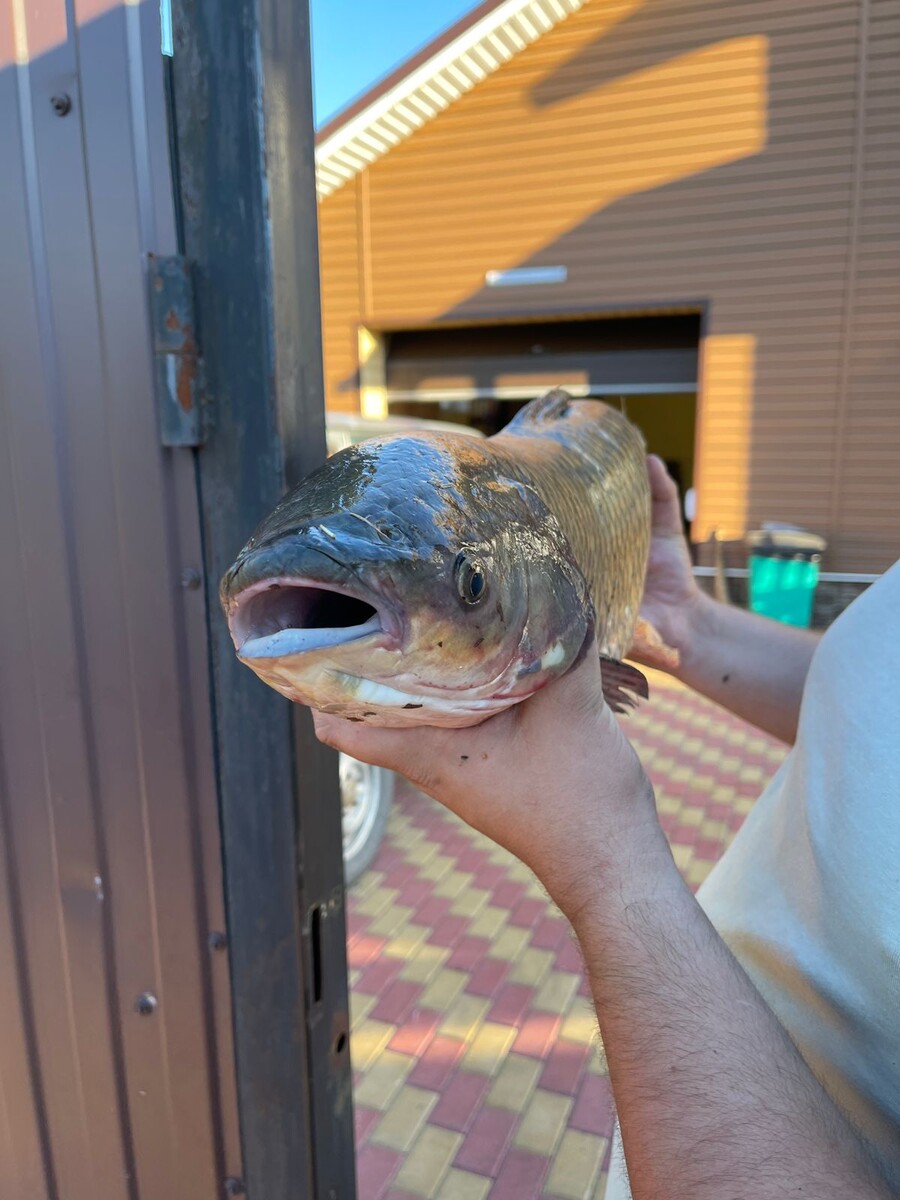 Примерно такая, это, правда, карп.