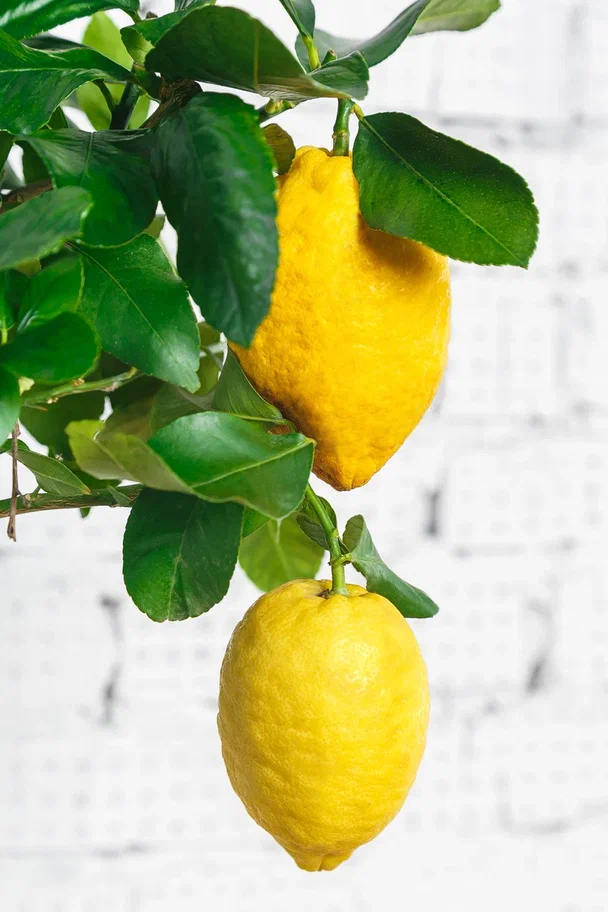 Лимон для дома