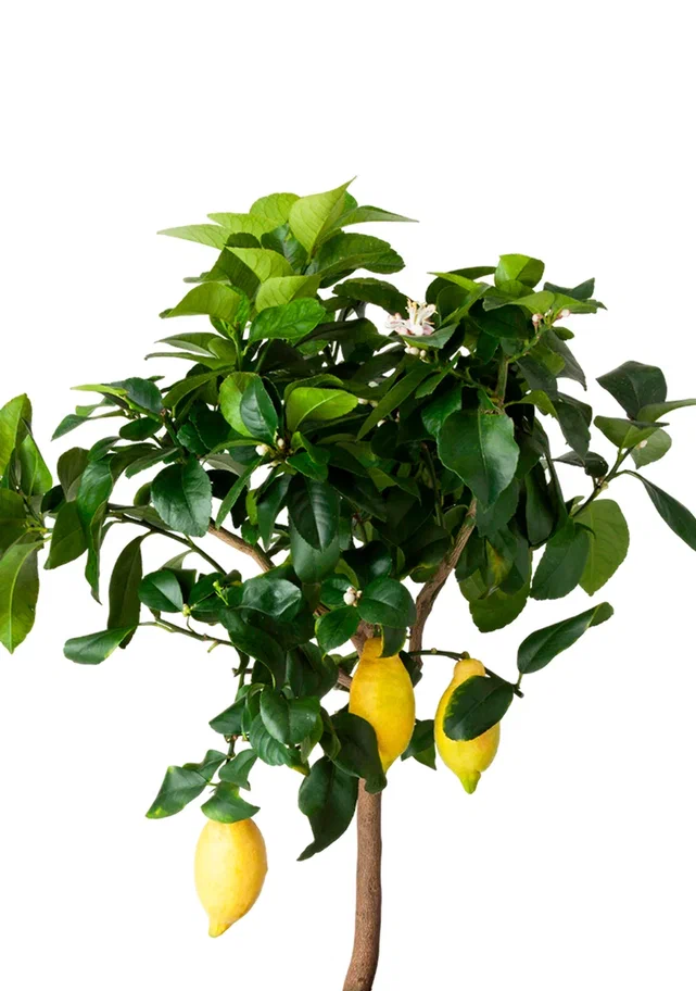 Лимонное дерево