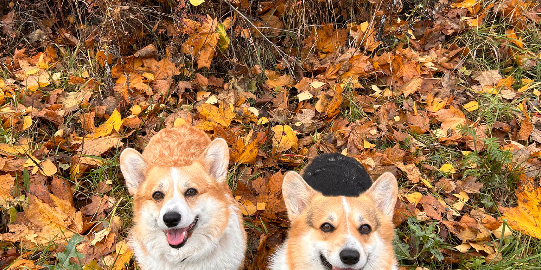 До свидания, октябрь! 👋🐶🍁Спасибо, что был красочным и ярким! 😍