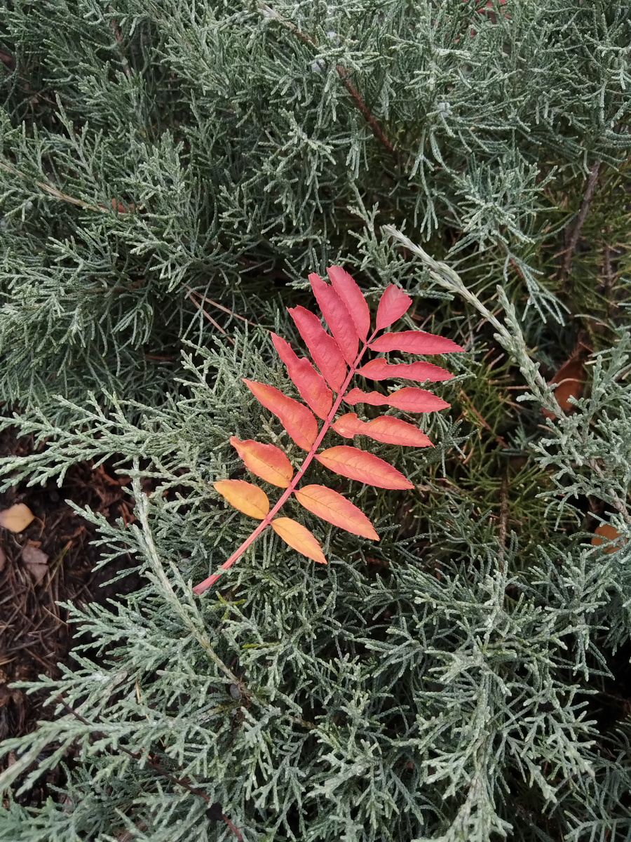 Рябина пожертвовала немного своей красоты в пользу виргинского можжевельника Hetz