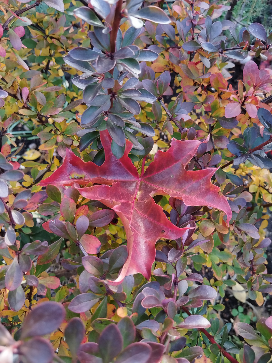 Багрец и золото