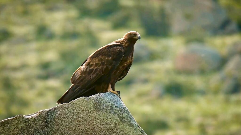    Новым талисманом ФК «Оренбург» стал степной орел