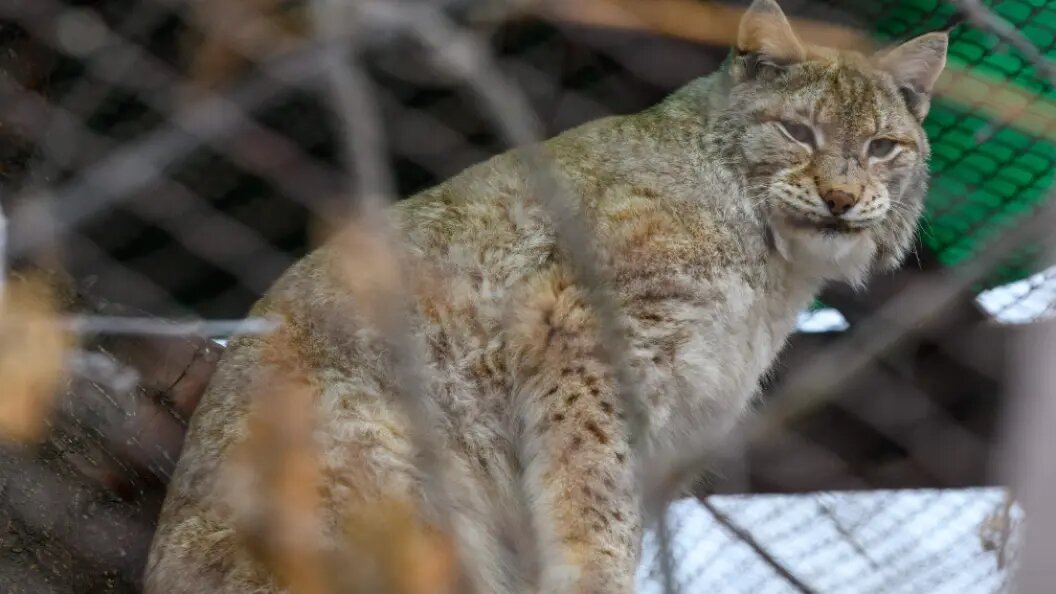    Фото: Ilya Moskovets/Globallookpress