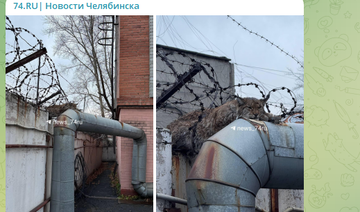    Фото: скрин тг-канала 74.ru.