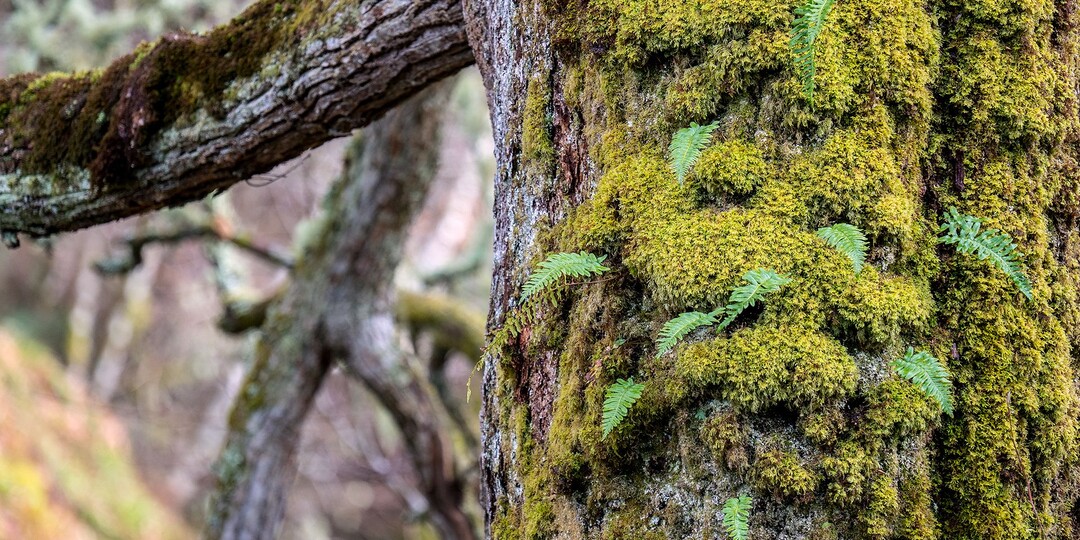 Как избавиться ото мха и лишайника на деревьях в саду осенью
