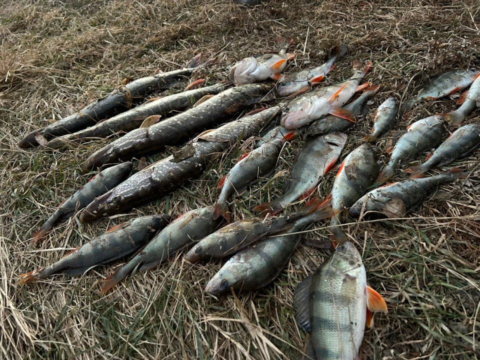    Улов алтайских рыбаков. Источник: "Алтайское рыболовное сообщество"