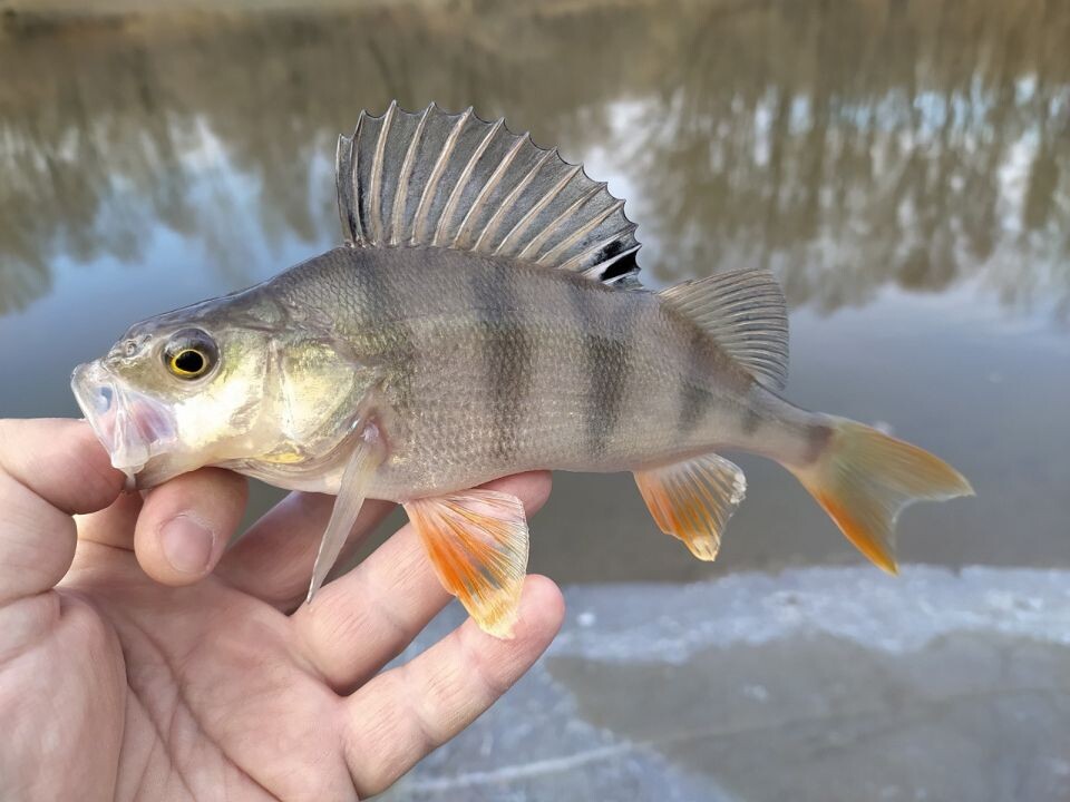    Улов алтайских рыбаков. Источник: "Алтайское рыболовное сообщество"