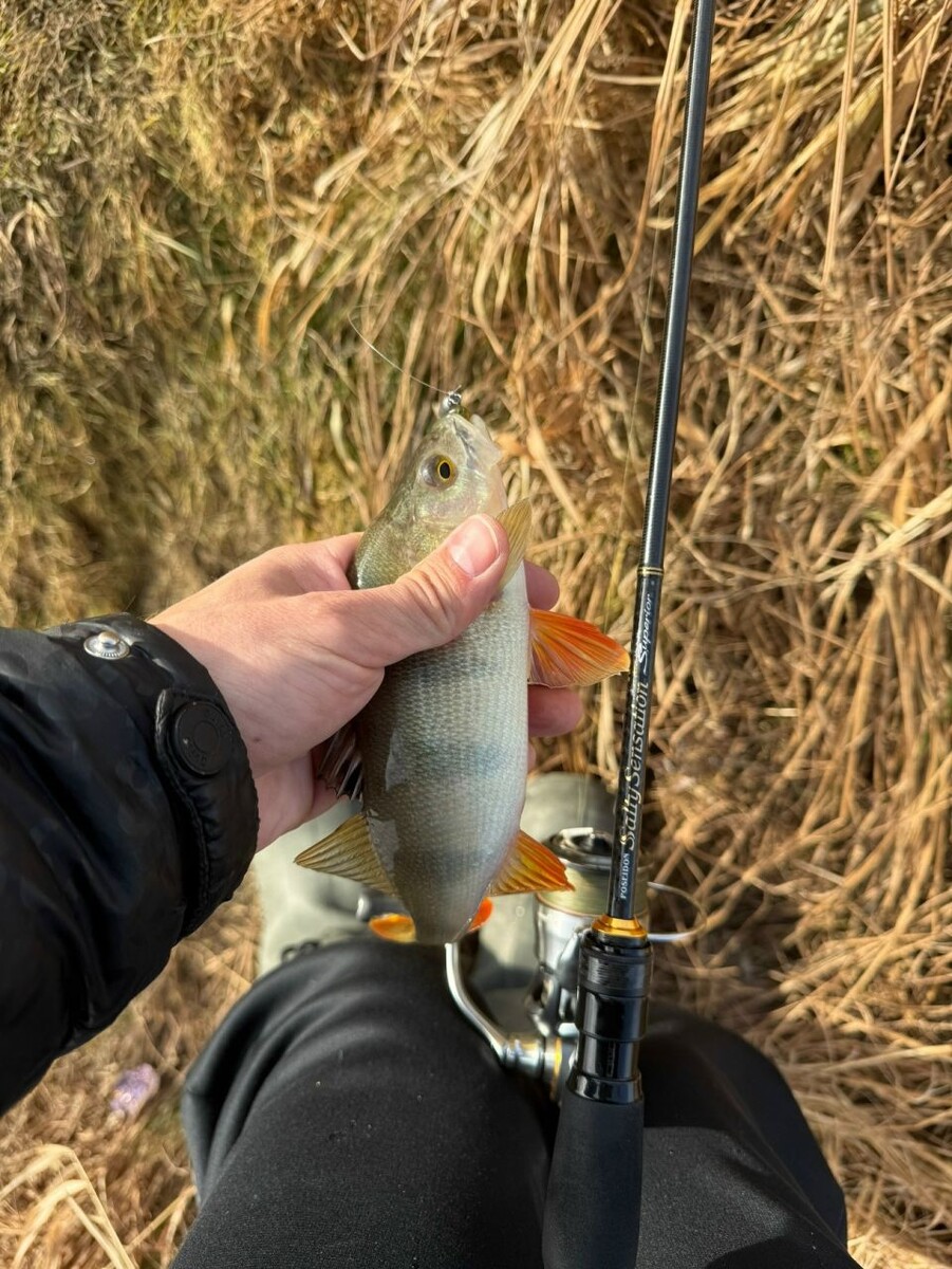    Улов алтайских рыбаков. Источник: "Алтайское рыболовное сообщество"