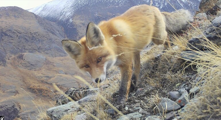 Источник фото: Национальный парк «Сайлюгемский»/ТГУ