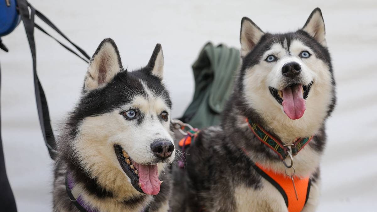    Фото: Дмитрий Белицкий / АГН Москва
